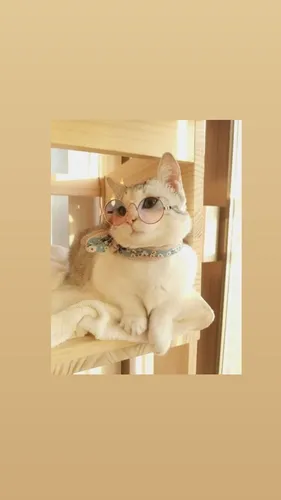 Милые Котики Обои на телефон собака в очках