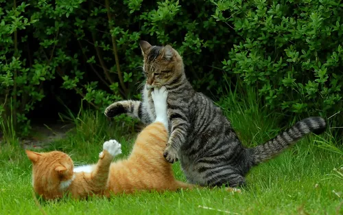 Милые Котики Обои на телефон кошка играет с двумя котятами