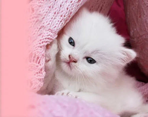 Милые Котики Обои на телефон белый котенок в розовой шляпе