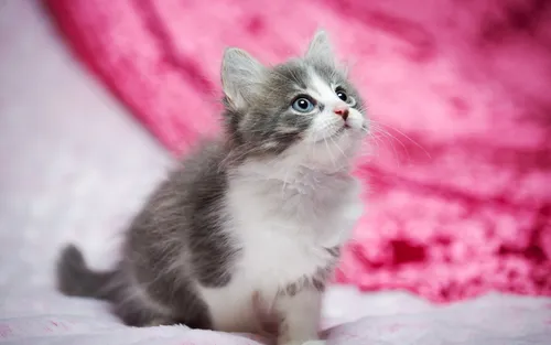 Милые Котики Обои на телефон котенок, сидящий на одеяле