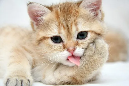 Милые Котики Обои на телефон кошка с высунутым языком
