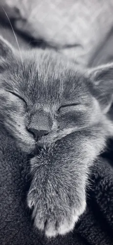 Милые Котики Обои на телефон лежащая кошка