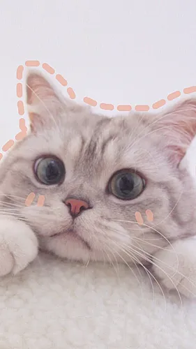 Милые Котики Обои на телефон кошка с шишкой вокруг головы