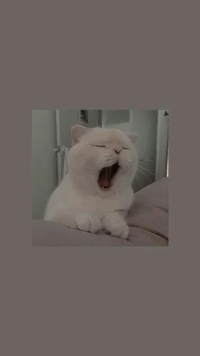 Милые Котики Обои на телефон кошка с открытым ртом