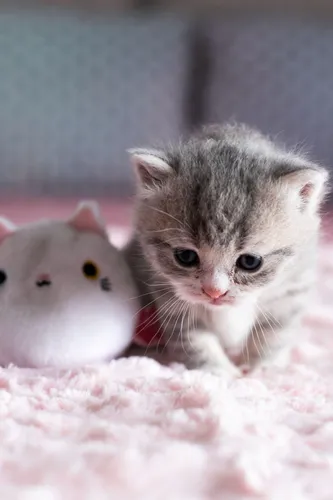 Милые Котики Обои на телефон котенок рядом с чучелом