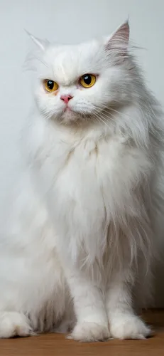 Милые Котики Обои на телефон белая кошка с желтыми глазами