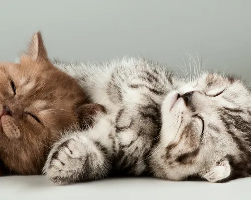 Милые Котики Обои на телефон кошка и котенок спят