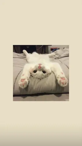 Милые Котики Обои на телефон белая кошка, лежащая на спине