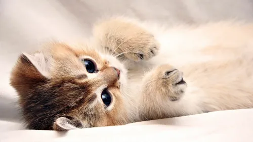Милые Котики Обои на телефон котенок, лежащий на спине