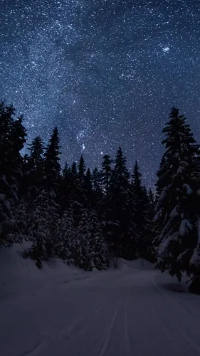Ночь Обои на телефон снежная дорога с деревьями по обе стороны