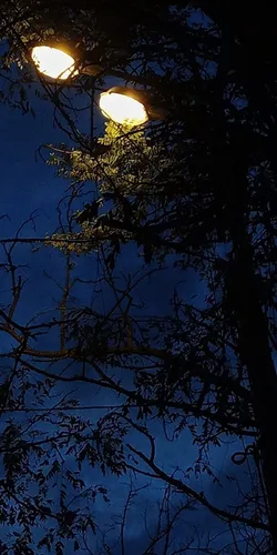 Ночь Обои на телефон дерево с подсветкой