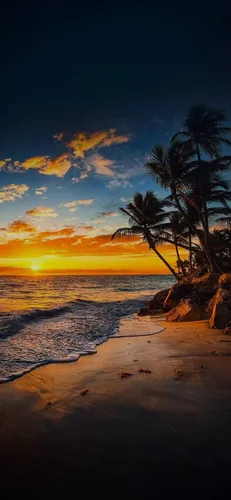 Море Обои на телефон пляж с пальмами и водой