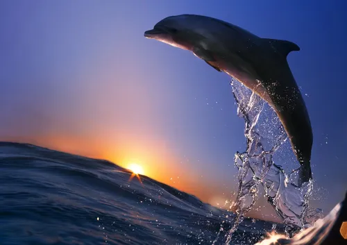 Море Обои на телефон кит выпрыгивает из воды
