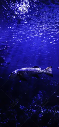 Океан Обои на телефон акула плавает в воде