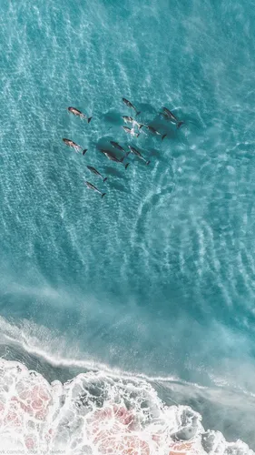 Океан Обои на телефон группа рыб, плавающих в океане