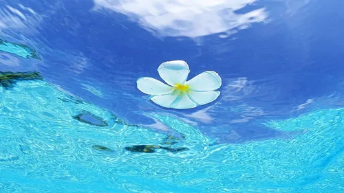 Океан Обои на телефон цветок, плывущий в воде