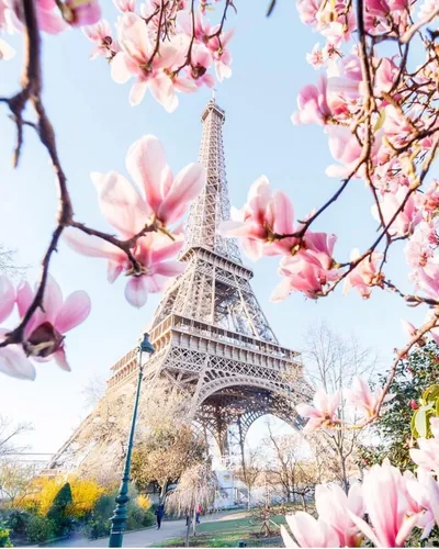 Париж Обои на телефон дерево с розовыми цветами
