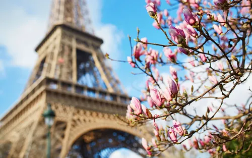 Париж Обои на телефон дерево с розовыми цветами перед зданием