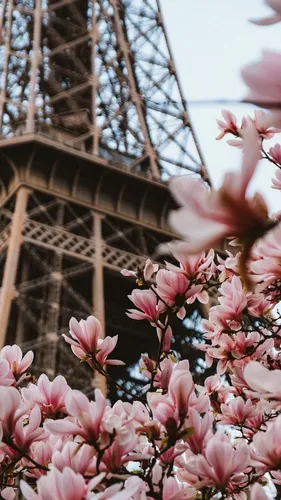 Париж Обои на телефон группа розовых цветов