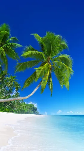 Пляж Обои на телефон пальма на пляже