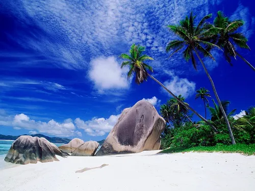 Пляж Обои на телефон пляж с пальмами и скалами