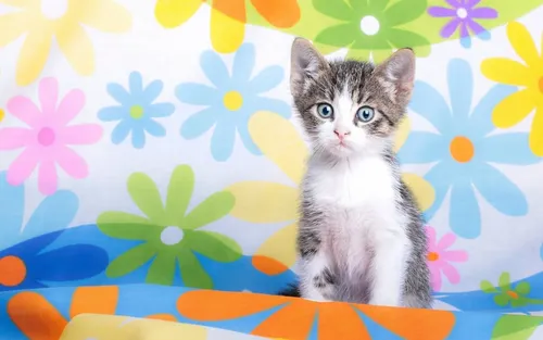 С Кошками Обои на телефон кошка, сидящая перед стеной с цветами