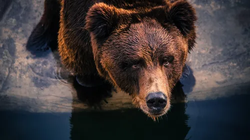 С Мишками Обои на телефон медведь, плавающий в воде