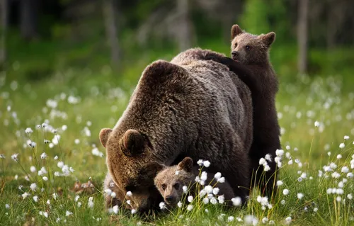 С Мишками Обои на телефон группа медведей на лугу