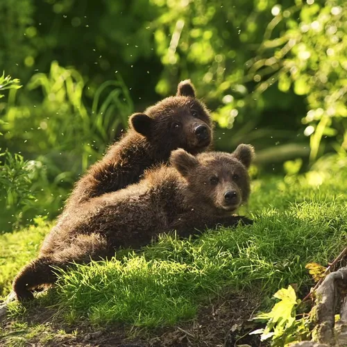 С Мишками Обои на телефон пара медведей сидят в траве