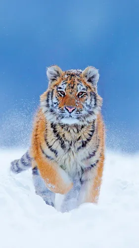 С Тигром Обои на телефон тигр на снегу