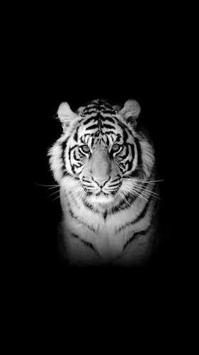 С Тигром Обои на телефон белый тигр на черном фоне
