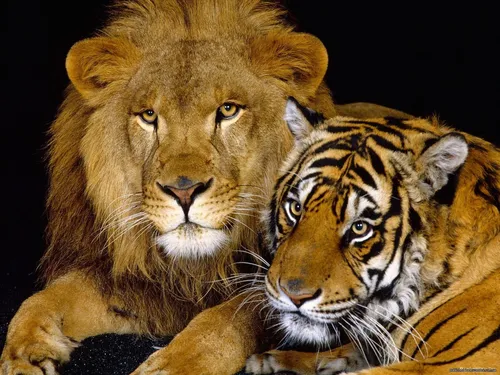 С Тигром Обои на телефон лев и тигр