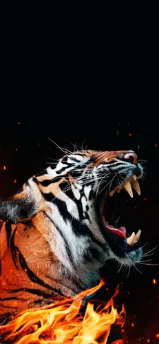 С Тигром Обои на телефон тигр с открытым ртом
