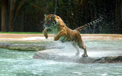 С Тигром Обои на телефон тигр прыгает в воду с рыбой во рту