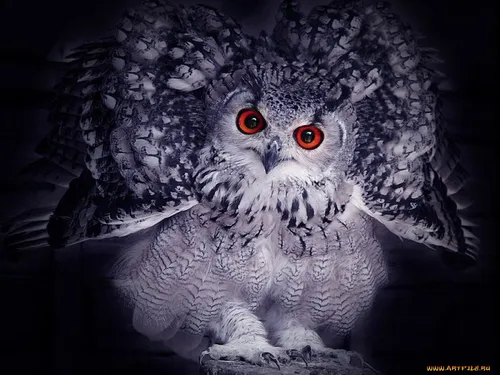 Сова Обои на телефон белая сова с красными глазами