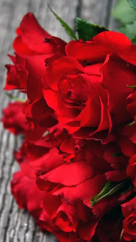 Цветы Розы Обои на телефон крупный план красного цветка