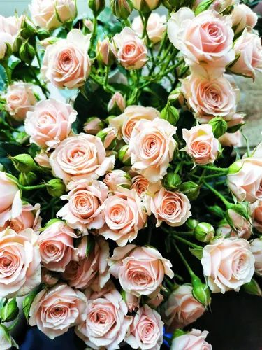 Цветы Розы Обои на телефон большая группа розовых и белых цветов