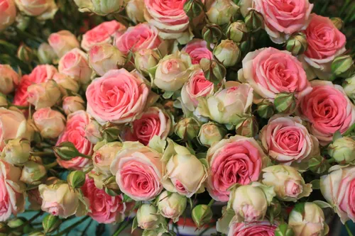 Цветы Розы Обои на телефон большая группа розовых и белых роз