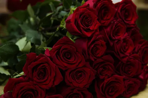 Цветы Розы Обои на телефон картинки