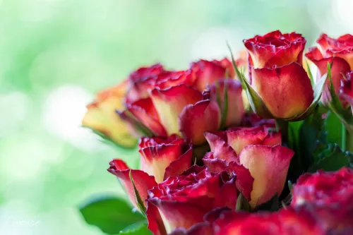 Цветы Розы Обои на телефон крупный план некоторых цветов