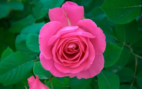 Цветы Розы Обои на телефон розовая роза с зелеными листьями