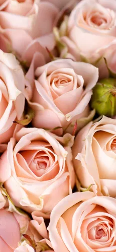 Цветы Розы Обои на телефон 4K