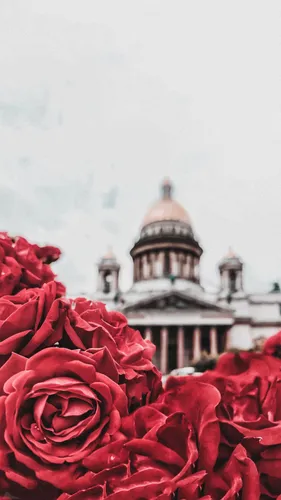 Цветы Розы Обои на телефон здание с куполом и красными цветами перед ним