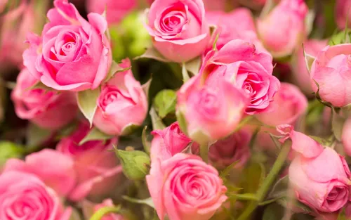 Цветы Розы Обои на телефон группа розовых цветов