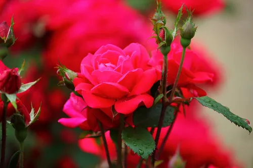 Цветы Розы Обои на телефон крупный план цветка