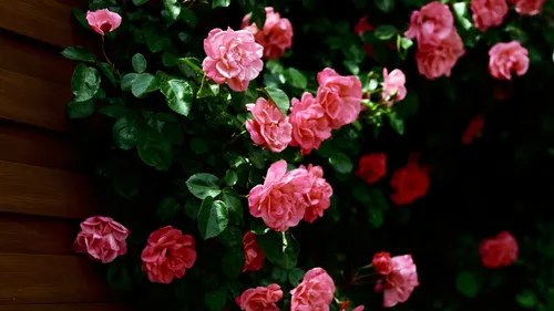 Цветы Розы Обои на телефон картинка