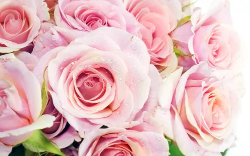 Цветы Розы Обои на телефон фон