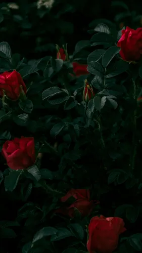 Цветы Розы Обои на телефон группа красных цветов