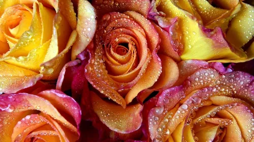 Цветы Розы Обои на телефон куча срезанных открытых роз
