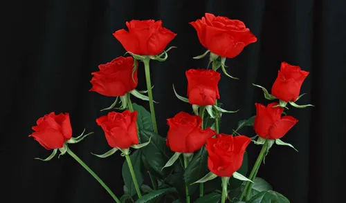 Цветы Розы Обои на телефон в хорошем качестве